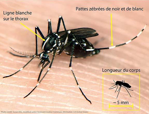 moustique_tigre 3