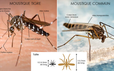 Moustique tigre : il revient …