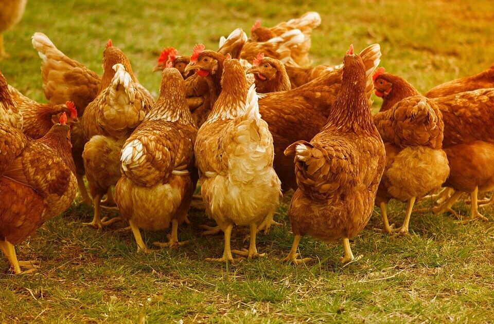 Rentrez vos poules …