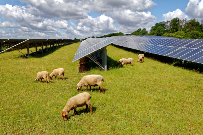 solar power station with sheep