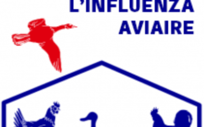 Risque élevé influenza aviaire