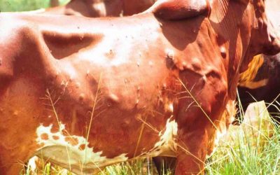 Dermatose nodulaire contagieuse bovine (DNCB)