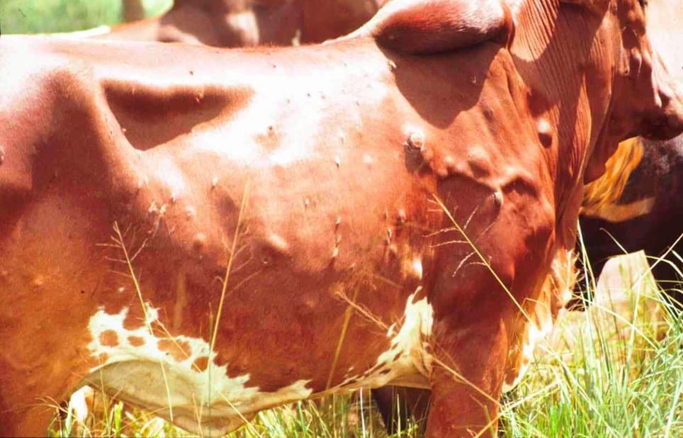 Dermatose nodulaire contagieuse bovine (DNCB)